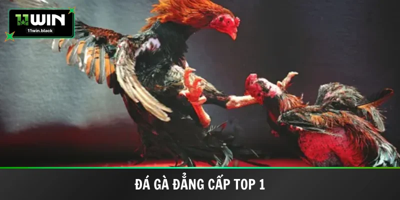 Đá gà dành cho các sư kê chuyên nghiệp